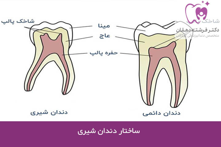 ساختار دندان شیری
